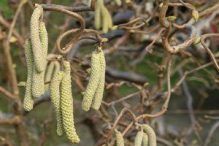 Contorted Filbert | Johnson's Nursery | KB