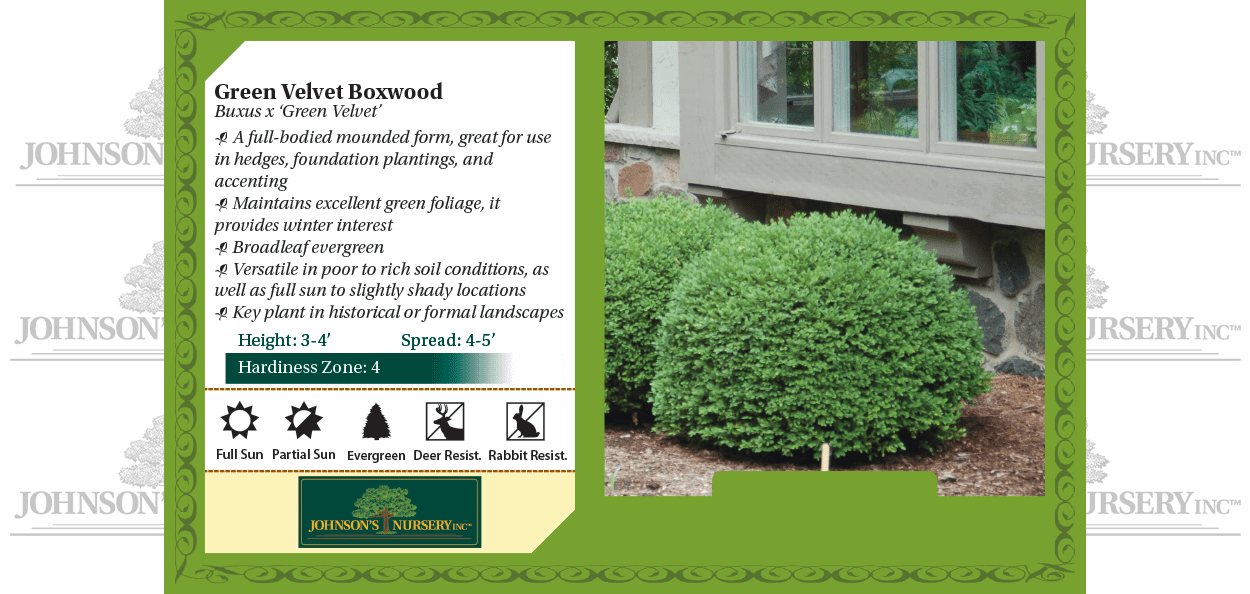 Green Velvet Boxwood | Johnson's Nursery | KB