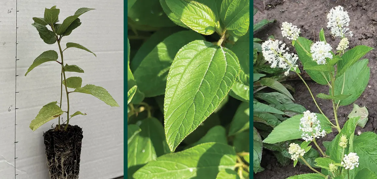 New Jersey Tea | Johnson's Nursery | KB
