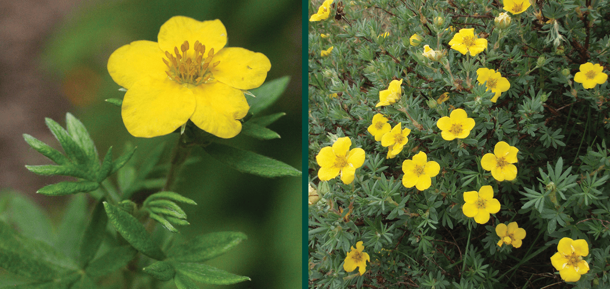 Bush Cinquefoil | Johnson's Nursery | KB