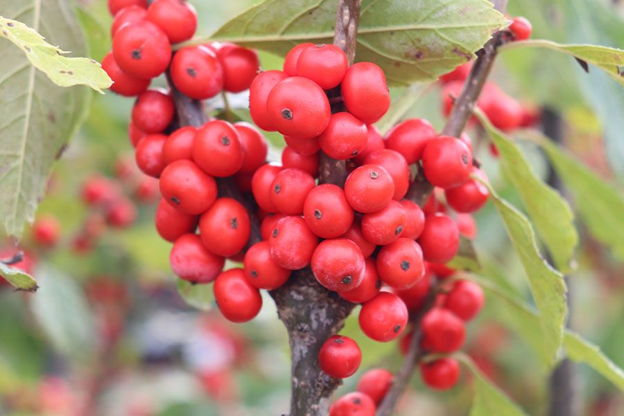 Katta sik va jinsiy aloqa fotosuratlari