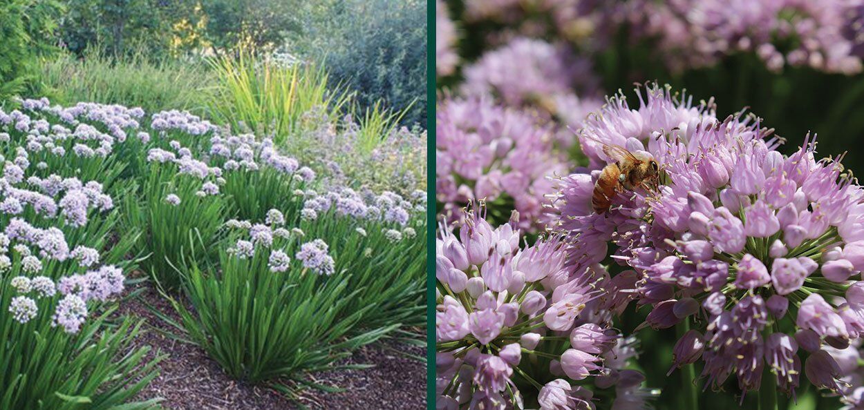 m*e様  Peak × BEAUTY&YOUTH OCTA BLOUS Summer Peek-a-Boo™ Ornamental Onion | Johnson's Nursery | KB