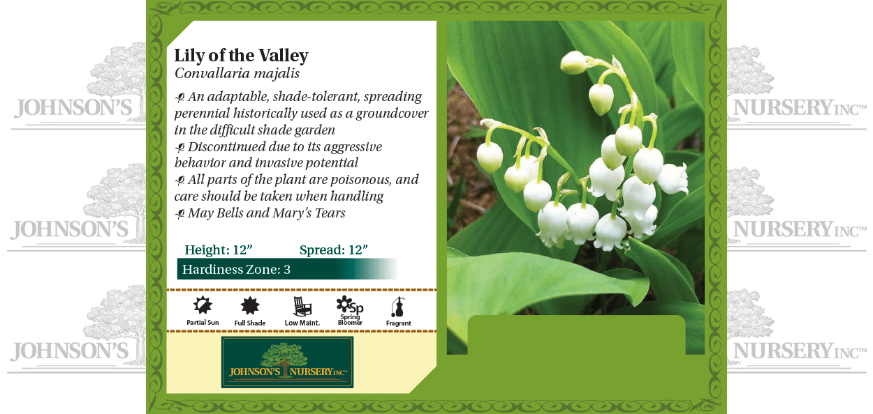 Lily of the Valley | Johnson's Nursery | KB