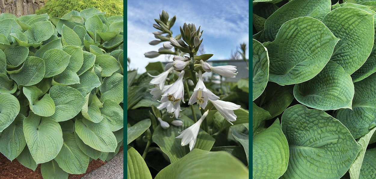 Blue Giant Hosta | Johnson's Nursery | KB