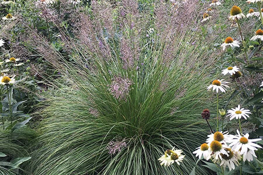 Tara Prairie Dropseed Grass | Johnson's Nursery | KB