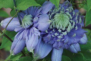 Blue Light® Clematis | Johnson's Nursery | KB