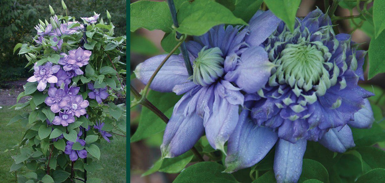 Blue Light® Clematis | Johnson's Nursery | KB