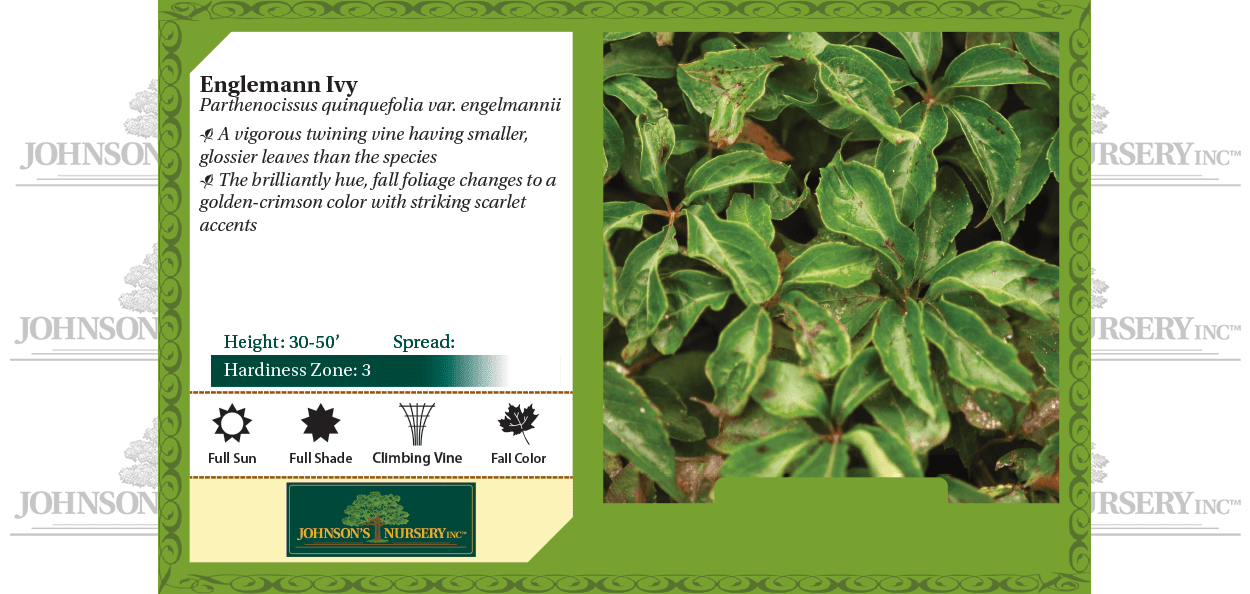 Englemann Ivy | Johnson's Nursery | KB Englemann Ivy | Johnson's Nursery | KB