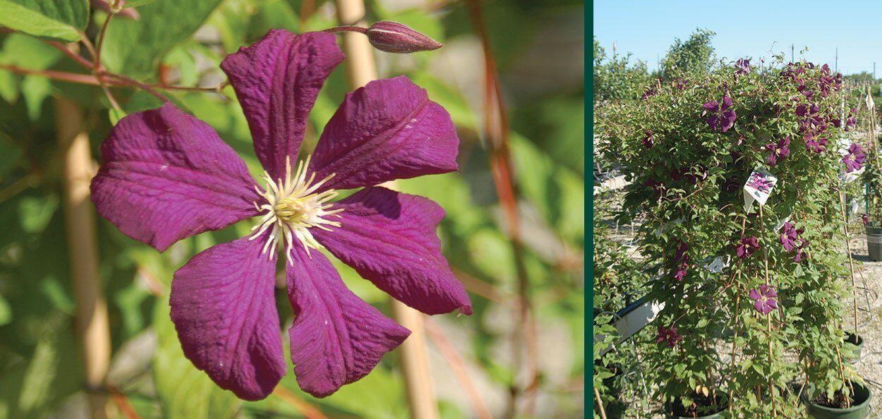 Superba Jackman Clematis | Johnson's Nursery | KB