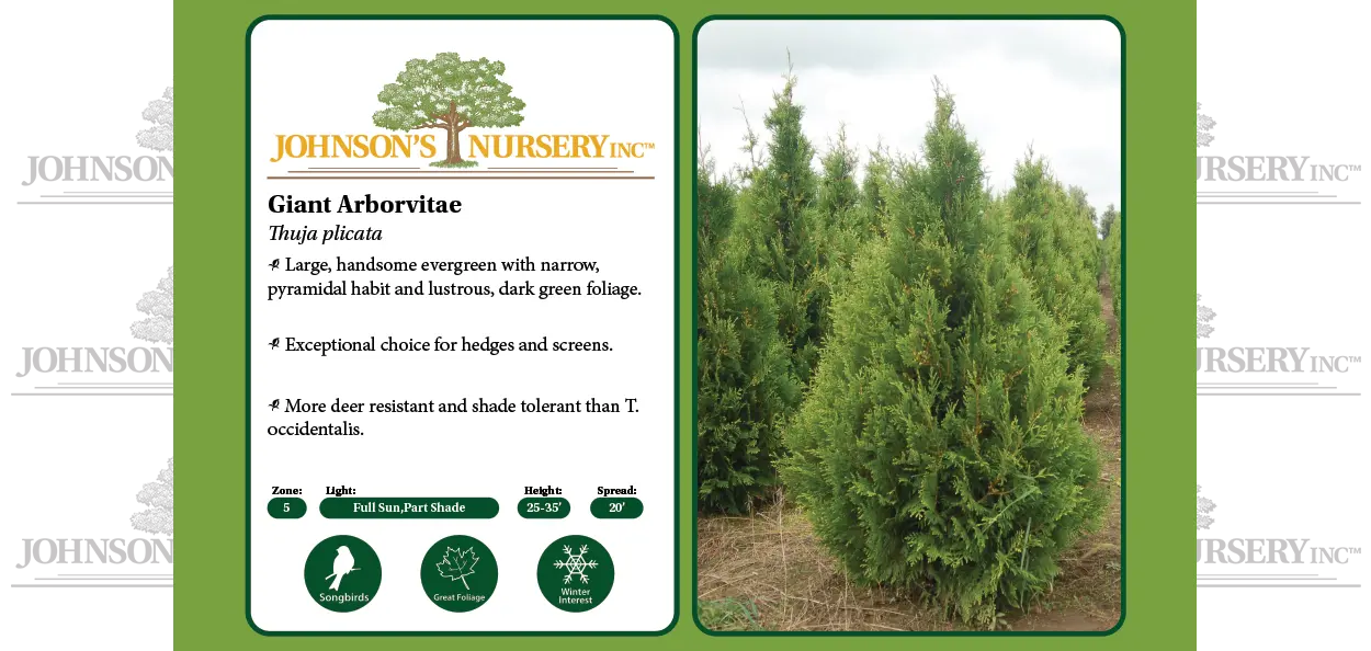 Giant Arborvitae | Johnson's Nursery | KB