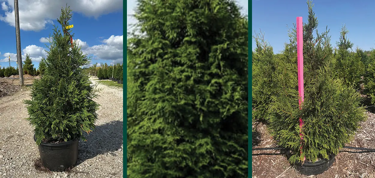 Giant Arborvitae | Johnson's Nursery | KB