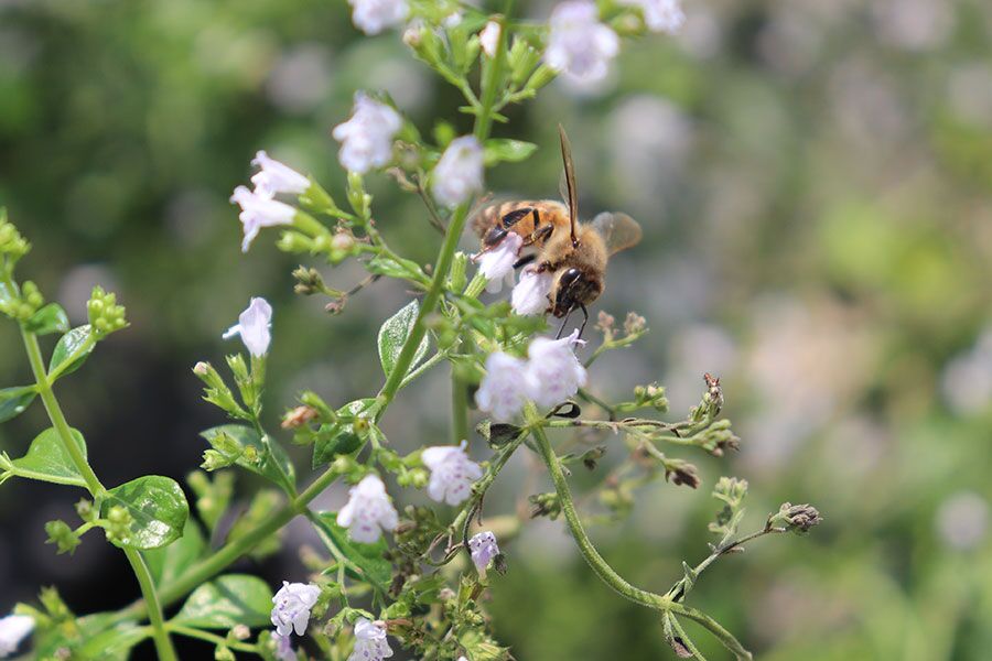 Montrose White Calamint Savory | Johnson's Nursery | KB