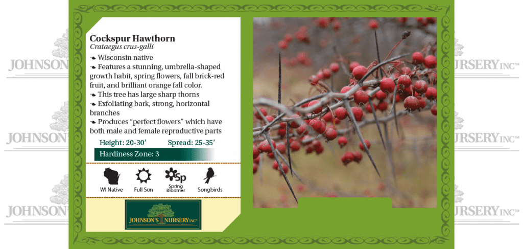 Cockspur Hawthorn | Johnson's Nursery | KB