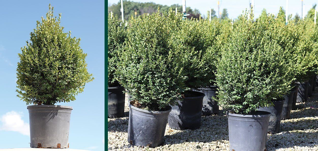 Green Mountain Boxwood | Johnson's Nursery | KB