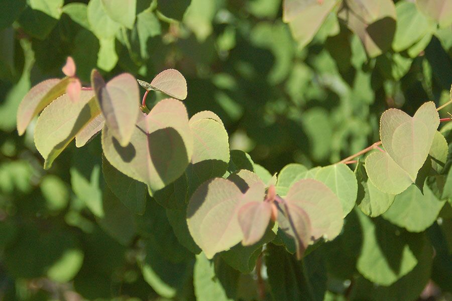 Katsyra Tree Katsura Tree | Johnson's Nursery | KB