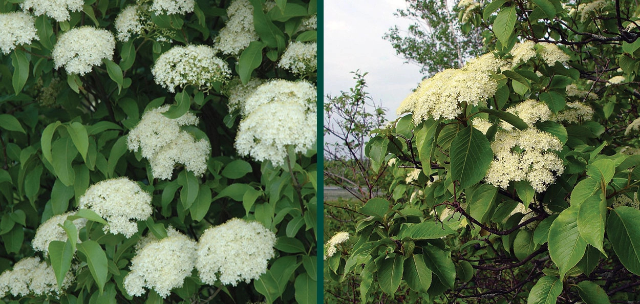 Nannyberry Viburnum | Johnson's Nursery | KB