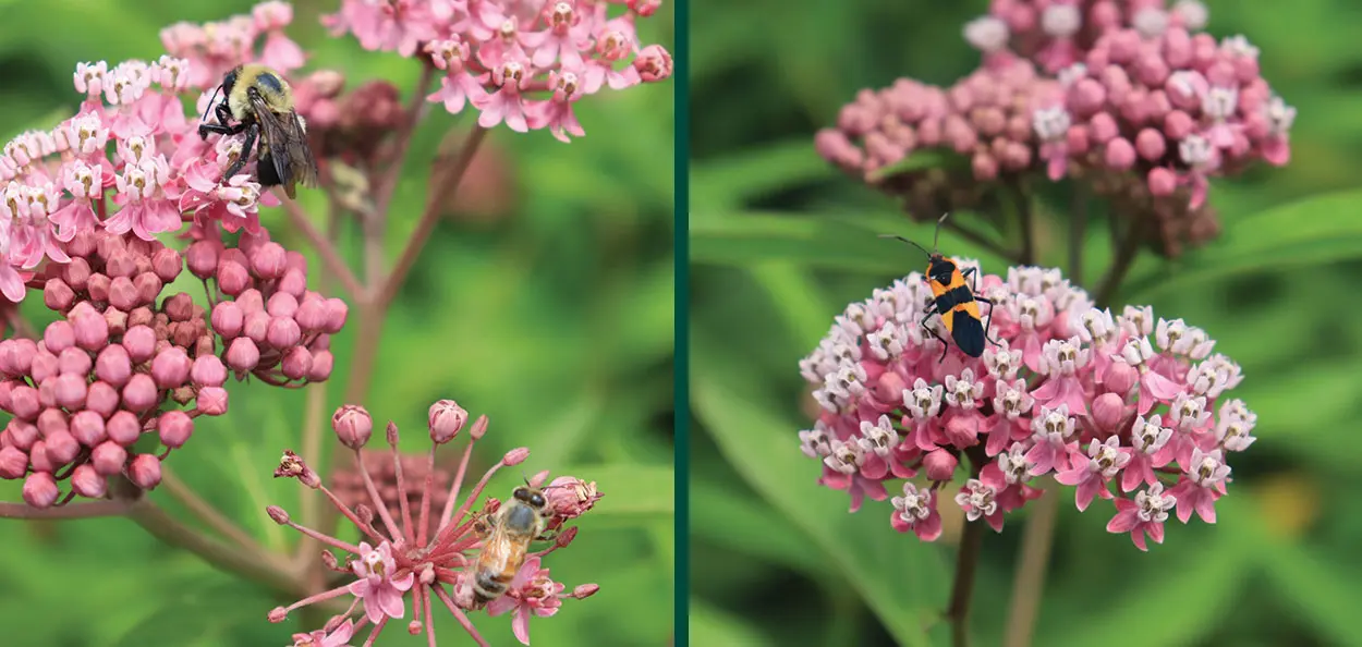 red milkweed asclepias incarnata bees and pollinators on flower bloom at johnson’s nursery Red Milkweed is a fast-growing, wet soil-loving, Wisconsin native perennial with beautiful deep pink flowers that attract many insects. The Monarch Bu…