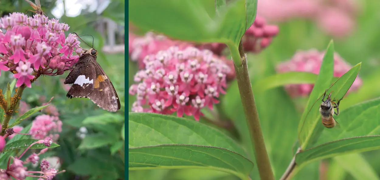red milkweed asclepias incarnata butterfly bees pollinator on flower johnson’s nursery Red Milkweed is a fast-growing, wet soil-loving, Wisconsin native perennial with beautiful deep pink flowers that attract many insects. The Monarch Bu…