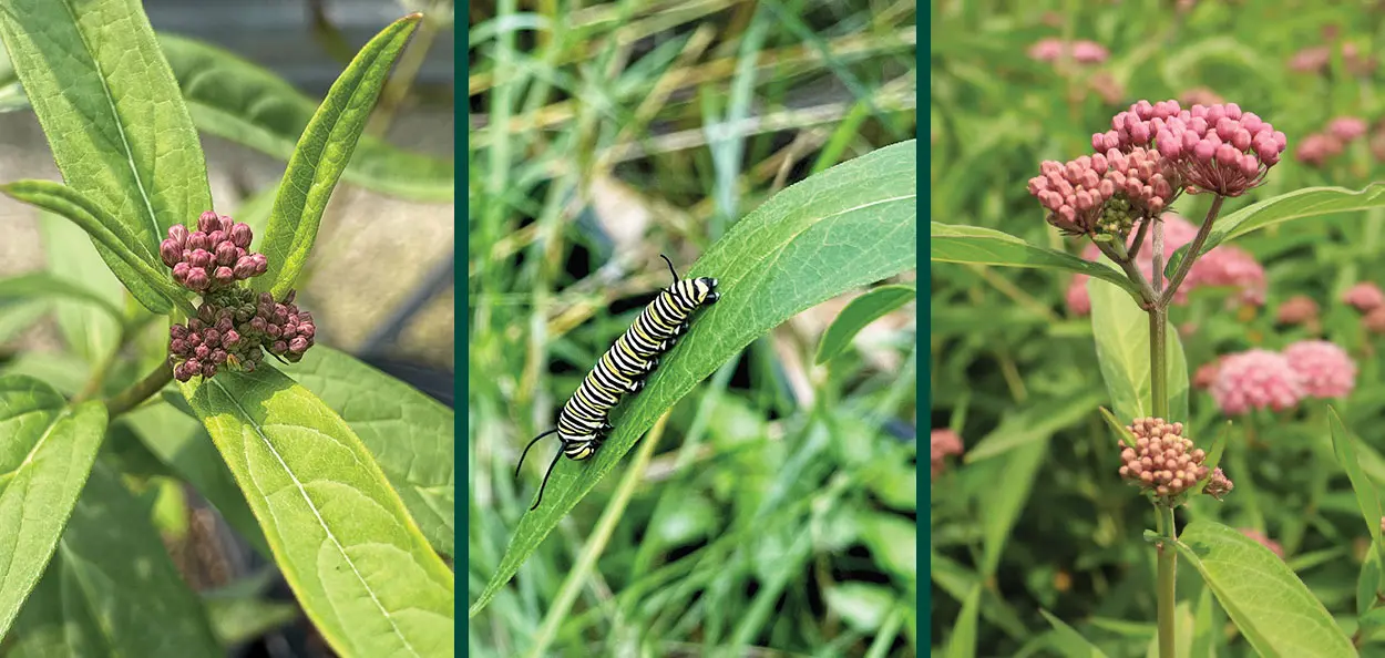 red milkweed asclepias incarnata caterpillar and blooming flowers in wisconsin Red Milkweed is a fast-growing, wet soil-loving, Wisconsin native perennial with beautiful deep pink flowers that attract many insects. The Monarch Bu…