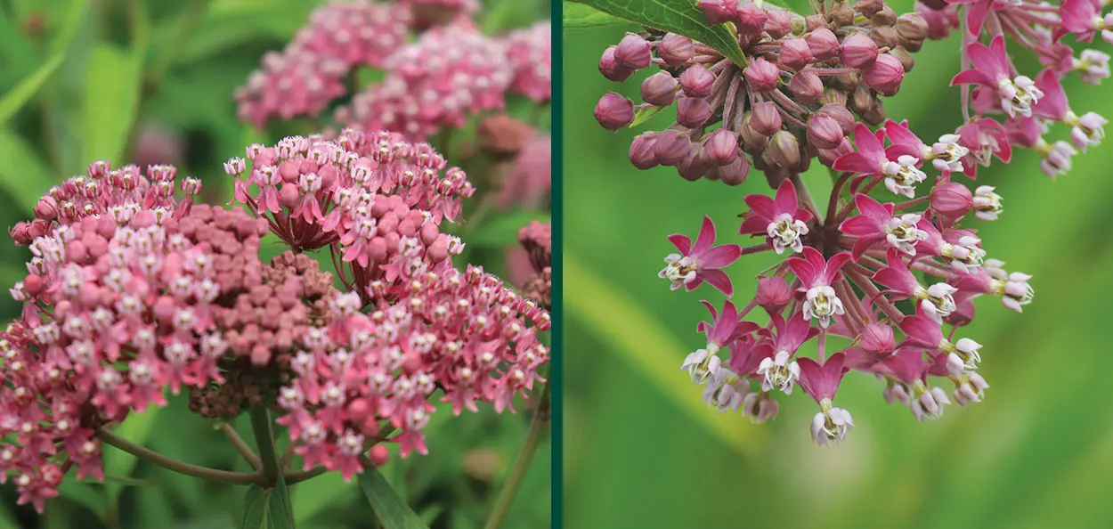 red milkweed asclepias incarnata flower profile close up Red Milkweed is a fast-growing, wet soil-loving, Wisconsin native perennial with beautiful deep pink flowers that attract many insects. The Monarch Bu…