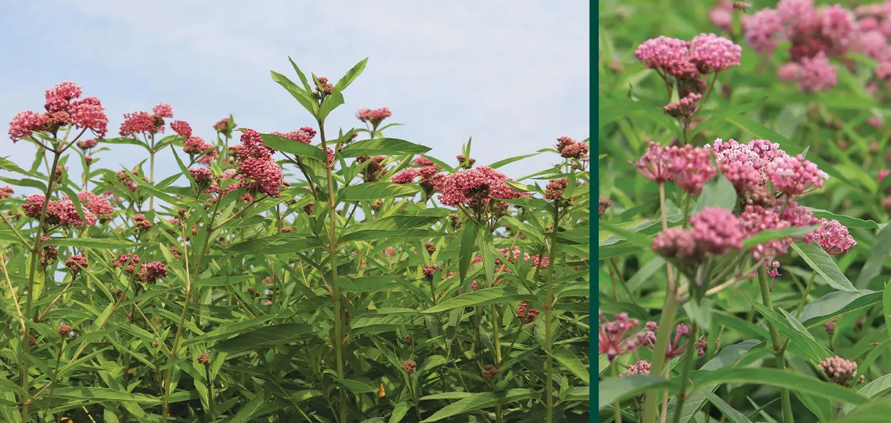 red milkweed asclepias incarnata mass planting at johnson’s nursery propagation Red Milkweed is a fast-growing, wet soil-loving, Wisconsin native perennial with beautiful deep pink flowers that attract many insects. The Monarch Bu…