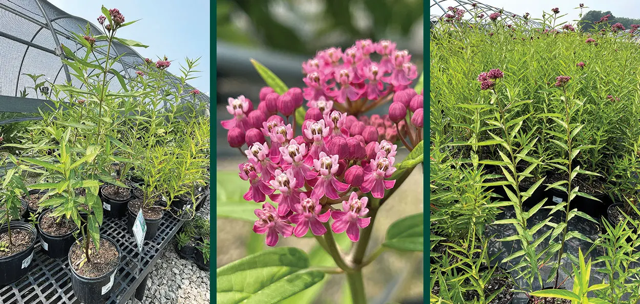 red milkweed asclepias incarnata salable #1 container propagation johnson’s nursery wisconsin Red Milkweed is a fast-growing, wet soil-loving, Wisconsin native perennial with beautiful deep pink flowers that attract many insects. The Monarch Bu…