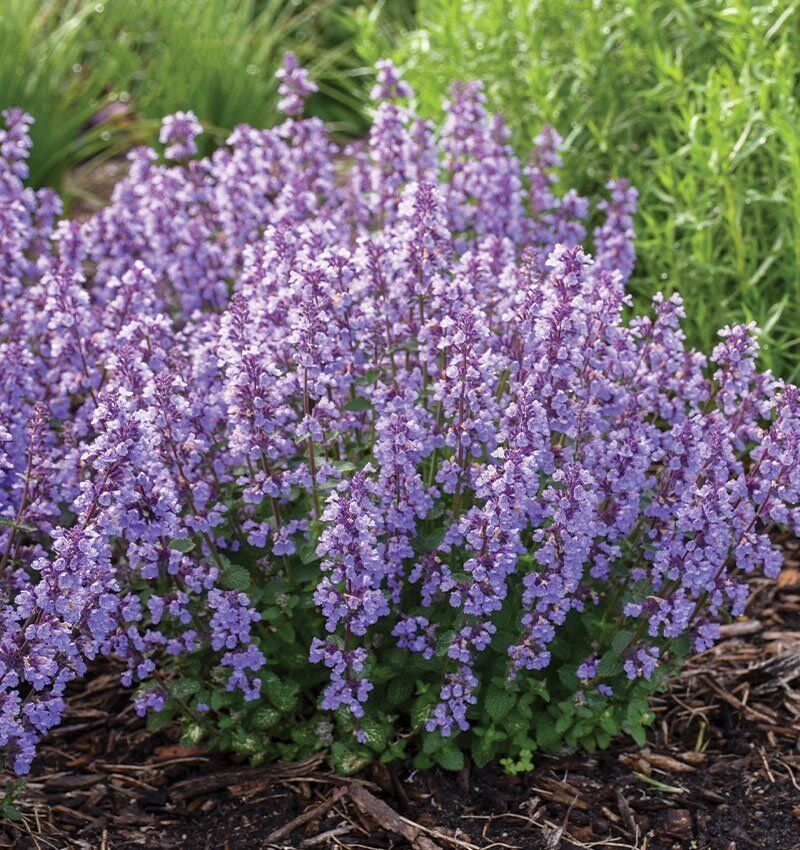 Nepeta 'Cat's Pajamas' main image 1
