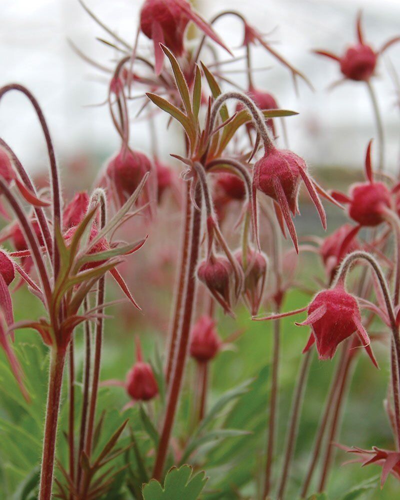 Prairie Smoke | Johnson's Nursery | KB