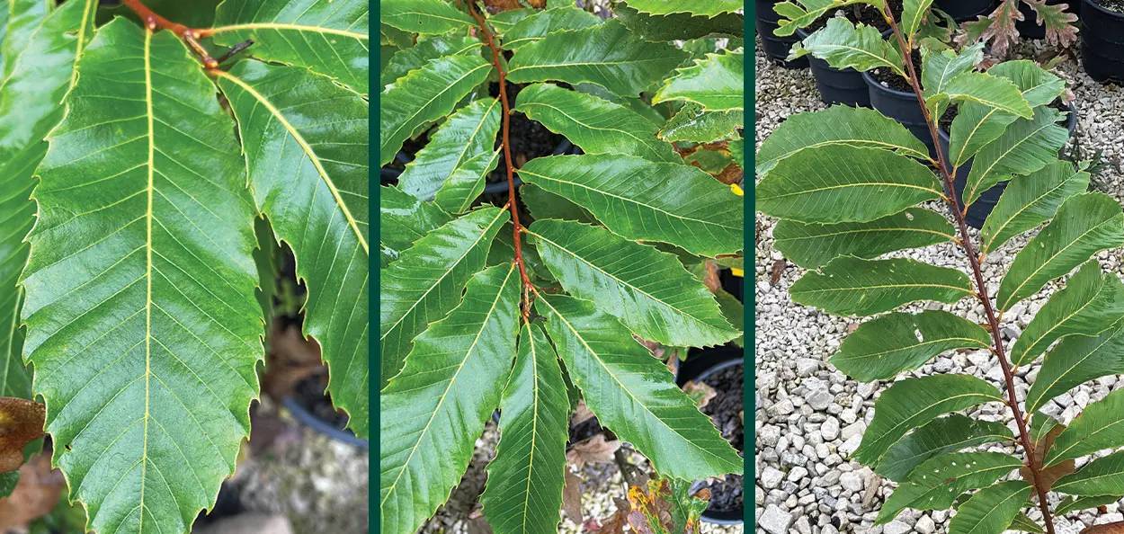 Allegheny Chinquapin | Wisconsin Native | Johnson's Nursery
