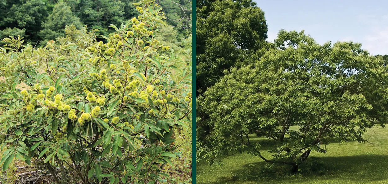 Allegheny Chinquapin | Wisconsin Native | Johnson's Nursery