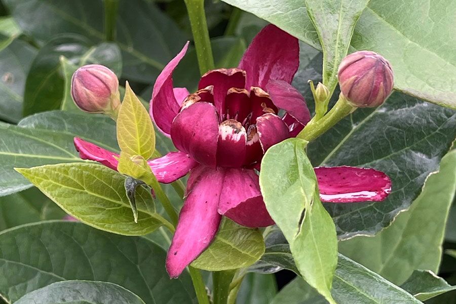 pitahaya plant 20 PURPLE DRAGON FRUIT (Pitaya / Pitahaya / Strawberry Pear) Hylocereu –  Seedville USA main image 1