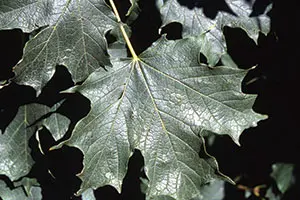 Apollo® Sugar Maple | Johnson's Nursery | KB
