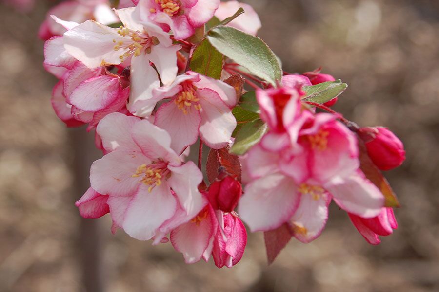 candymint crabapple malus sargentii ftimg Deep carmine buds that open to pale pink flowers with a dark pink margin. Once flowers pass, small red-violet fruits adorn the branches and persist in...