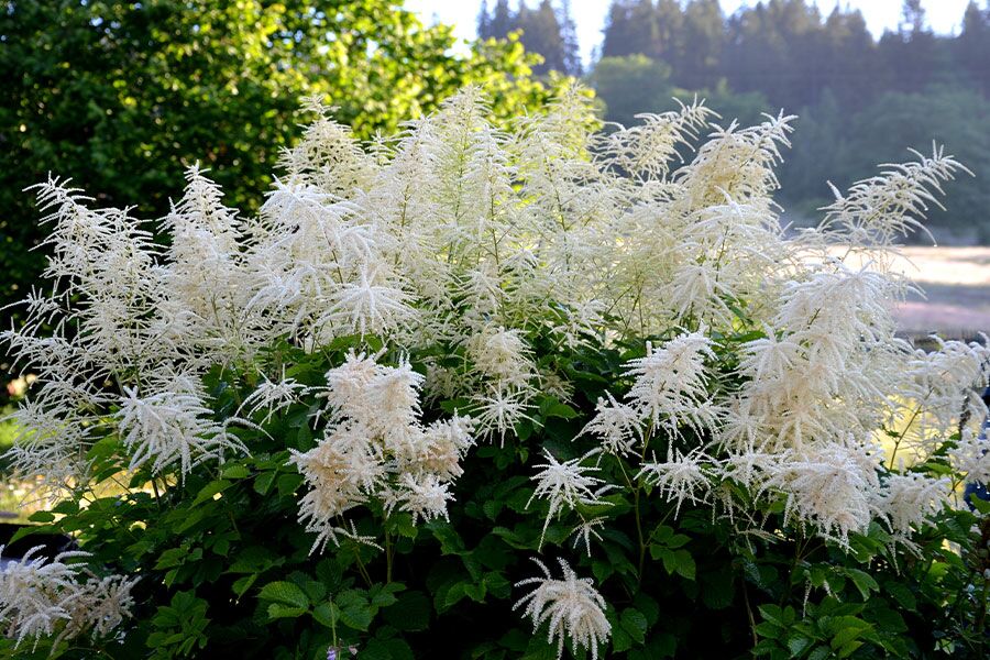 Goatsbeard Roots Goatsbeard | Johnson's Nursery | KB