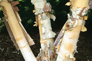 Heritage® River Birch | Johnson's Nursery | KB