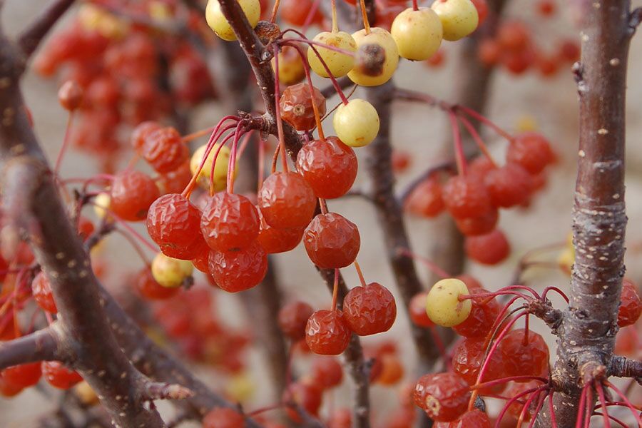 lancelot crabapple malus lanzam fruit ftimg Becomes covered in red buds that open to white, single flowers in mid-spring. Flowers are replaced with highly ornamental golden-yellow fruit that hol...
