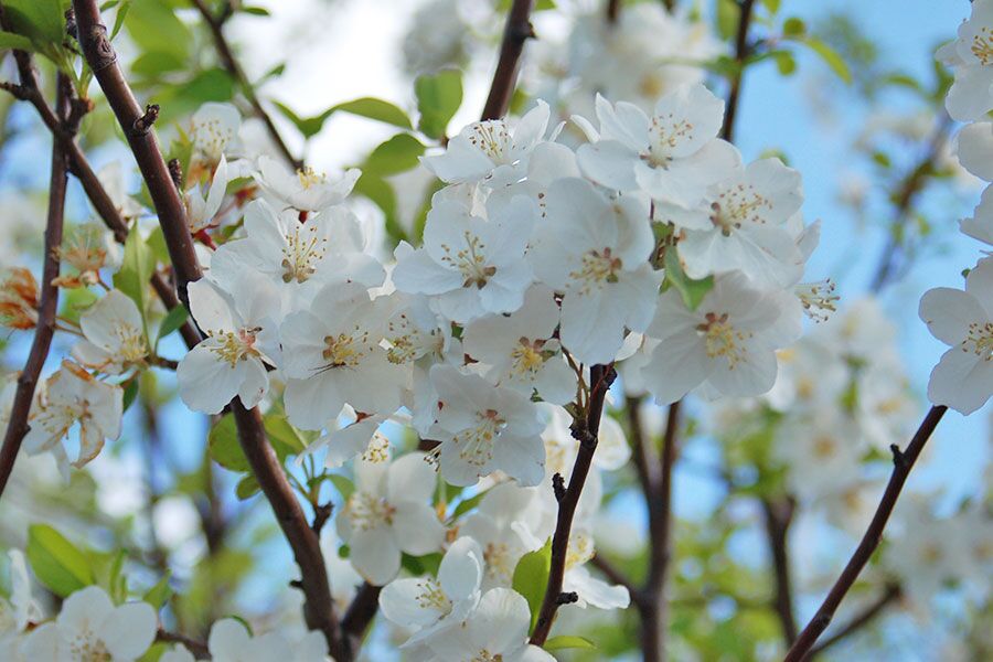 mary potter crabapple malus flower ftimg Bright reddish-pink buds that open to fragrant white flowers in spring, giving rise to bright red fruit 3/8 inch wide in late summer that are prized by bi...