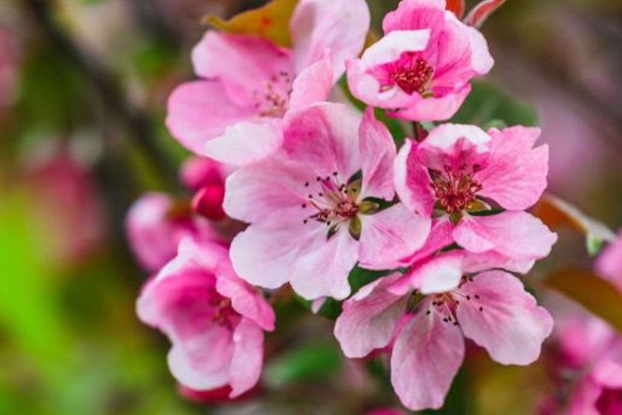 rejoice crabapple malus rejzam flower ftimg An abundant, floral display of rosy-pink flowers that cover the branches in spring. Flowers are replaced with maroon fruits that are about ½” wide and ...