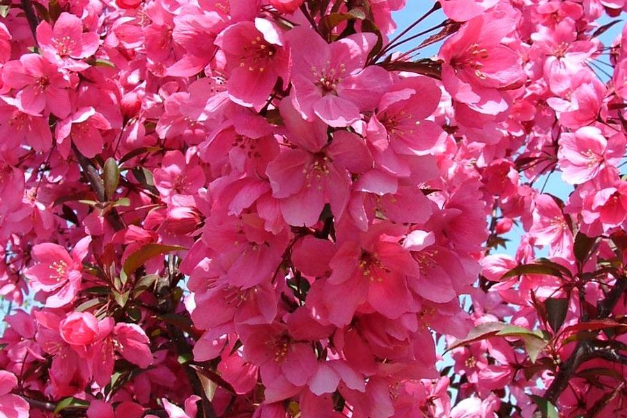 show time crabapple malus shotizam ftimg A profuse bloomer with showy fuchsia flowers that are more intense that other pink-flowering varieties. Bright red fruit and red-orange foliage color in au...