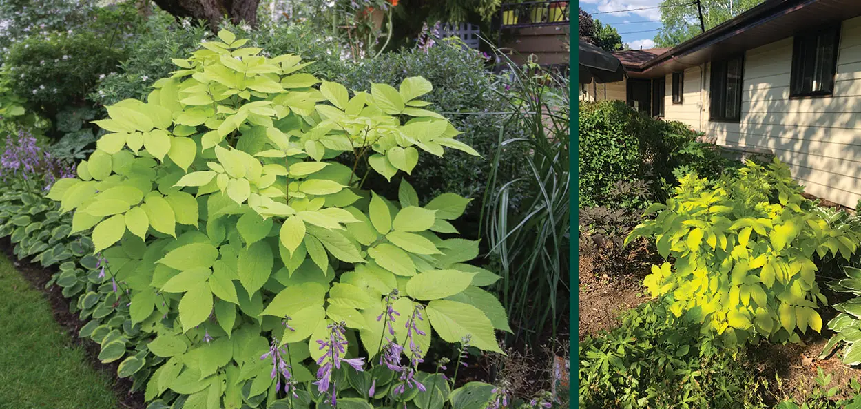 Sun King Aralia | Johnson's Nursery | Knowledgebase