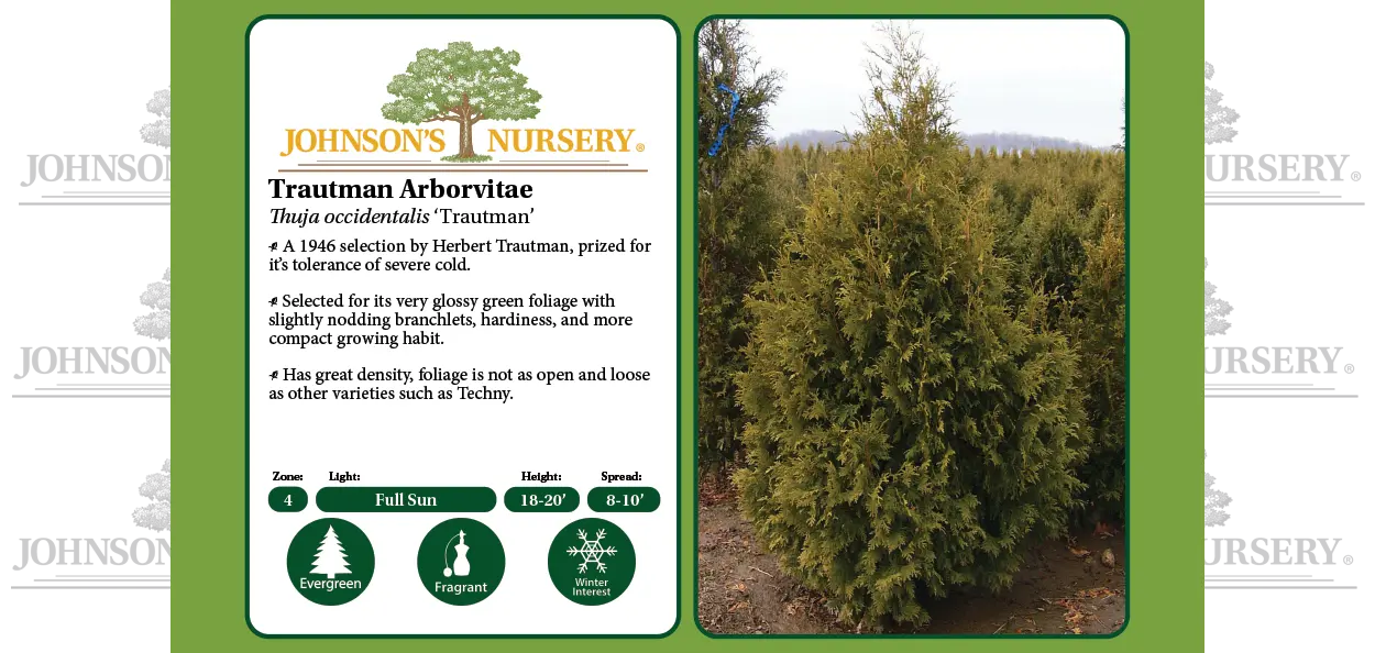 Trautman Arborvitae | Johnson's Nursery | KB