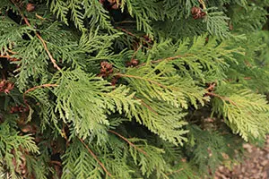 thuja degroot spire Degroot's Spire Upright Arborvitae Hedge - 10 Plants - 1-2 ft | THUJA OCCIDENTALIS 'DEGROOT'S SPIRE' | Zone 2-7 | Full Sun main image 1