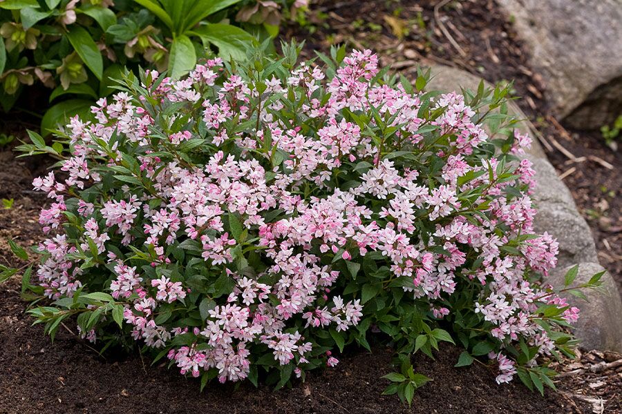 yuki Yuki Cherry Blossom® Deutzia | Johnson's Nursery | KB