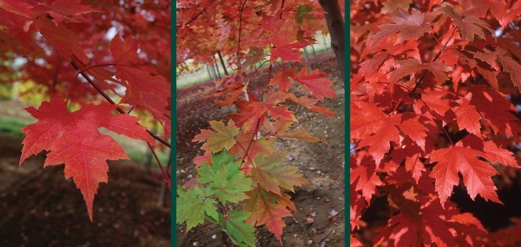 Autumn Blaze® Maple | Johnson's Nursery | KB
