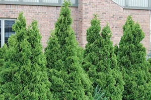 Holmstrup Arborvitae | Johnson's Nursery | KB