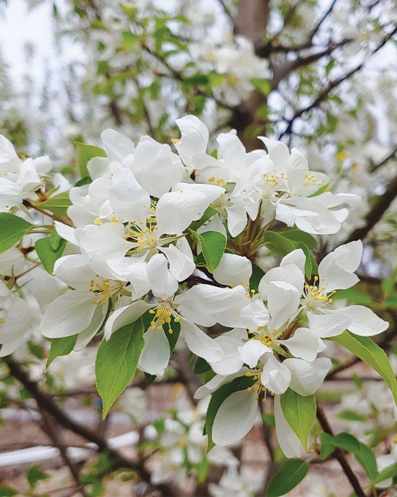 Spring Snow Crabapple | Johnson's Nursery | KB