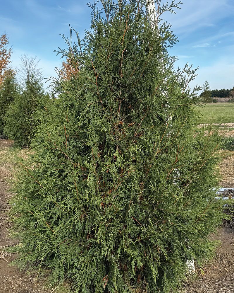Albero Di Arborvitae Artificiale National Tree: 91 Cm, In Vaso Rotondo Verde Scuro Per Interno/esterno