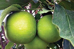 Tangy Green™ Urban® Columnar Apple | Johnson's Nursery | KB