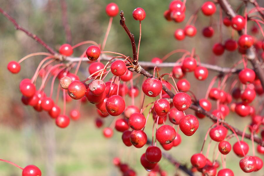 The Crabapple Comparison Chart is a list of common crabapple trees grown at Johnson’s Nursery. Crabapples are versatile, smaller-scale ornamental tree…
