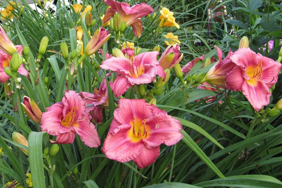 Johnson’s Nursery is proud to grow and stock many of the Midwest’s most popular daylily cultivars. The botanical name for daylily is Hemerocallis is f…
